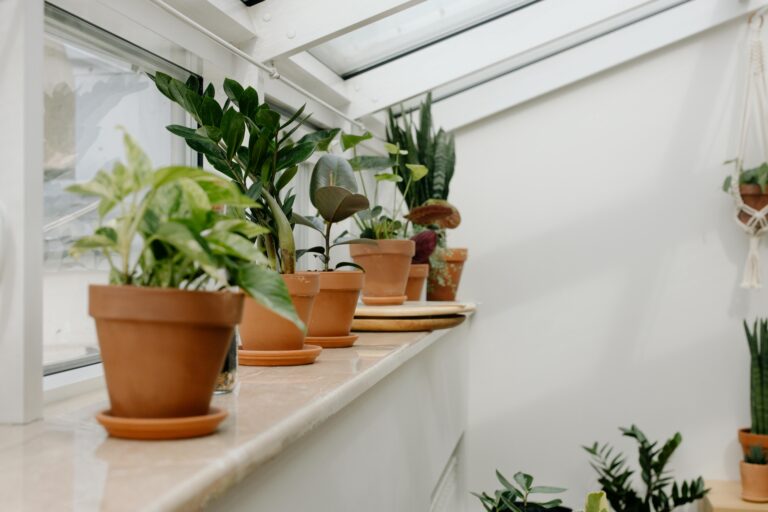 Plante de apartament decorative intr-un interior modern